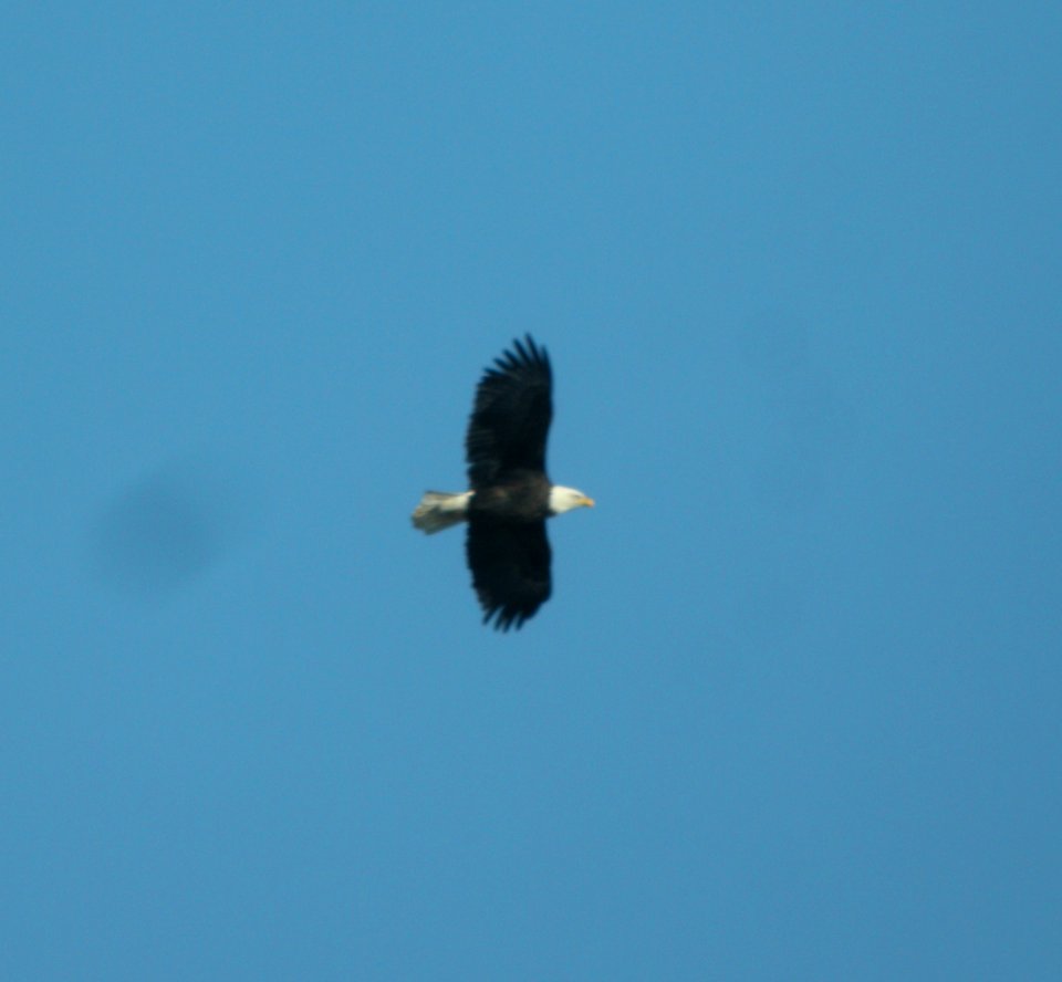 DSCN4932 c Bald Eagle  Kankakee IL 11-20-2014