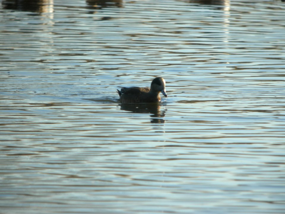 DSCN5325 American Wigeon South Platte River Park CO 12-11-2014