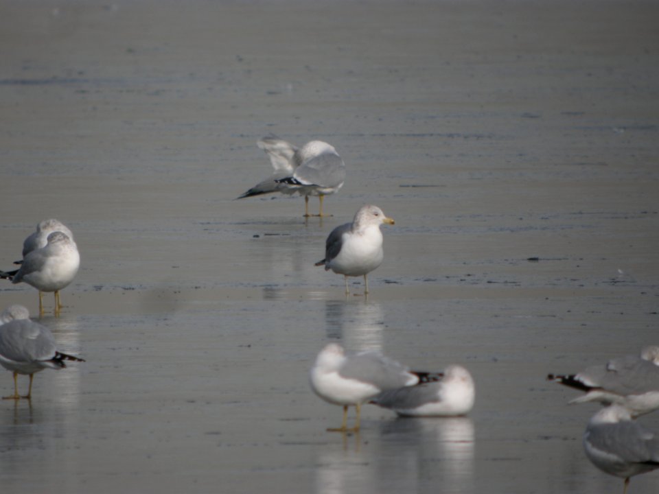 DSCN52361 California Gull Cherry Creek SP CO 12-8-2014