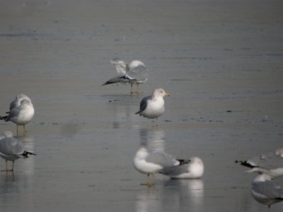 DSCN52361 California Gull Cherry Creek SP CO 12-8-2014