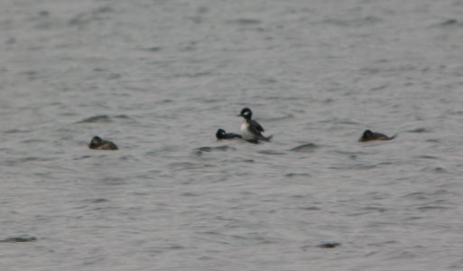 DSCN4971 c Ruddy Duck Bufflehead Willow Slough FWA IN 11-25-2014