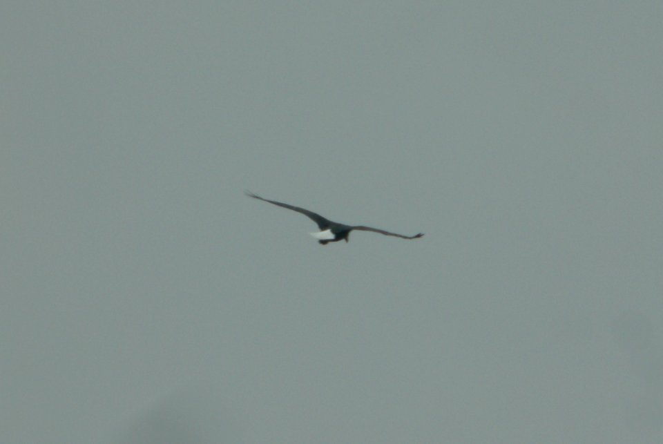 DSCN4926 c Bald Eagle  Bourbonnais IL 11-19-2014