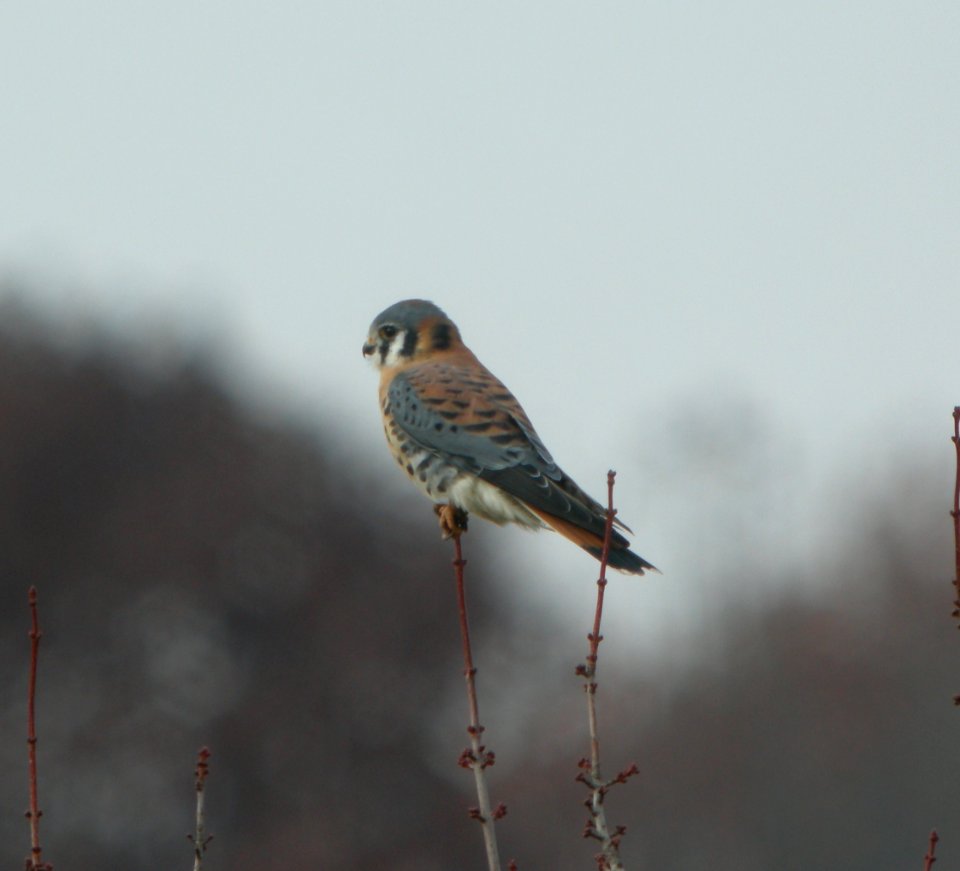 DSCN4874 c American Kestrel  Bourbonnais IL 11-15-2014
