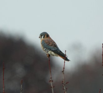 DSCN4874 c American Kestrel  Bourbonnais IL 11-15-2014