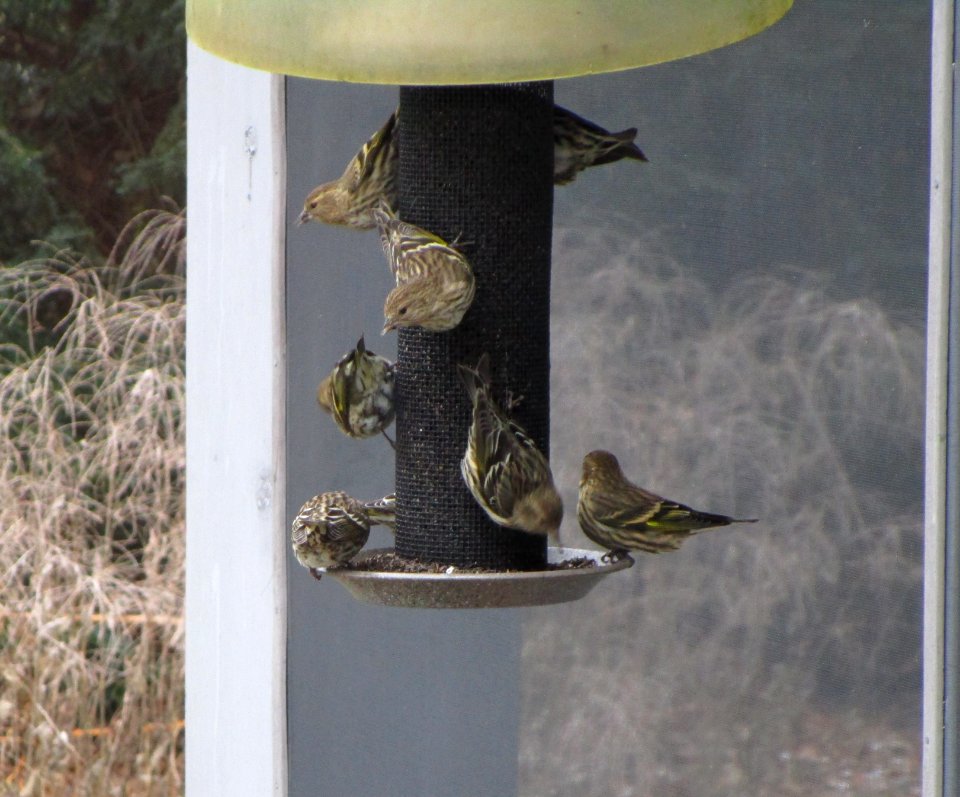 IMG 0730 c Pine Siskin  Kankakee IL 11-25-2014