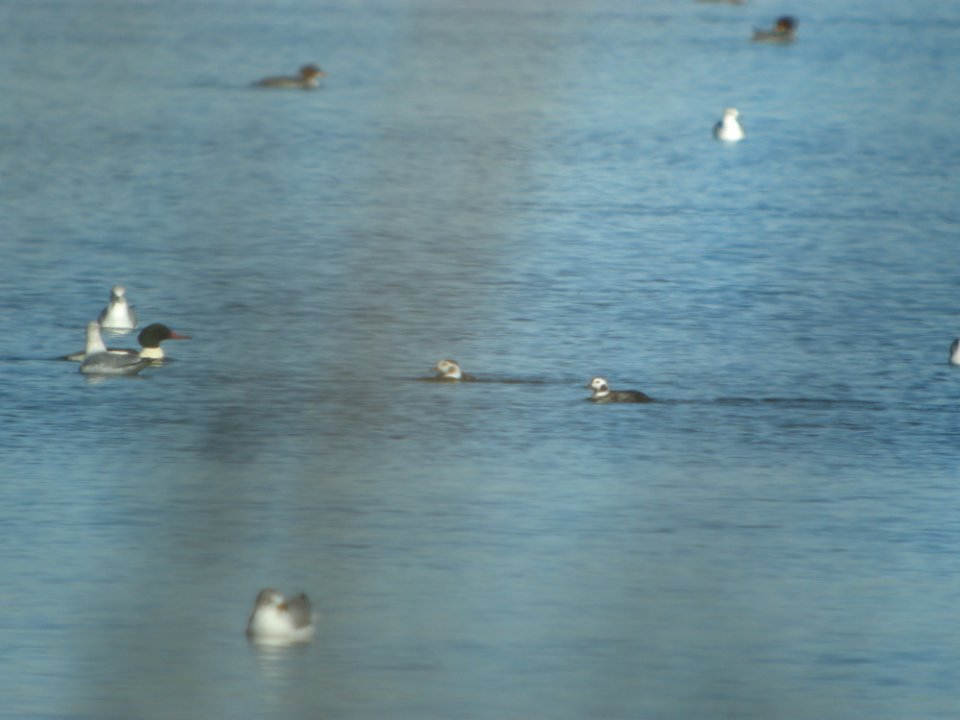 DSCN5349 Long-tailed Duck Cherry Creek SP CO 12-12-2014