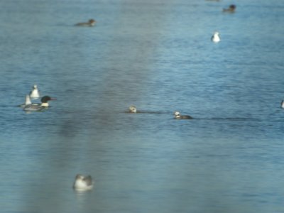 DSCN5349 Long-tailed Duck Cherry Creek SP CO 12-12-2014
