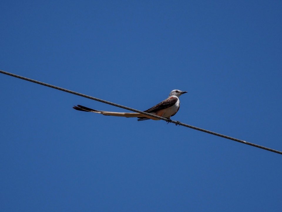 Scissor-tailed Flycatcher