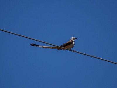 Scissor-tailed Flycatcher