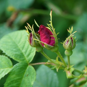 Flower young spring