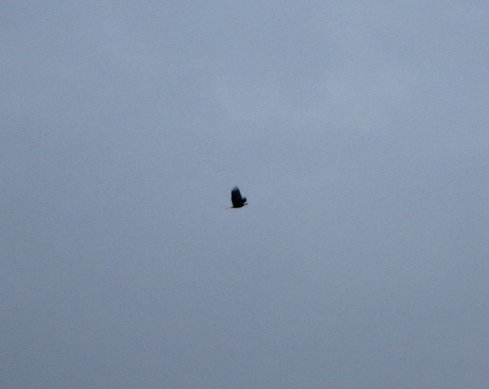 IMG 0732 c Bald Eagle  Kankakee IL 11-27-2014