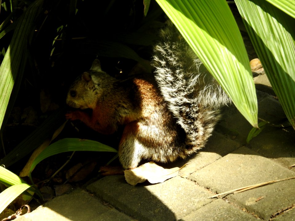 Costa Rica's Spyrogyra and Zoo