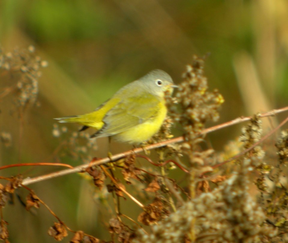 DSCN4743 c Nashville Warbler Willow Slough FWA IN 10-29-2014