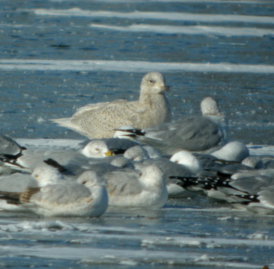 DSCN5579 c Glaucous Gull Dam Wilmington IL 2-23-2015
