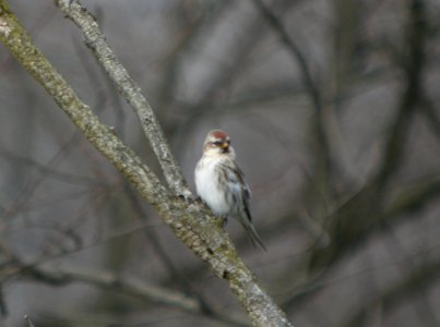 DSCN6304 c Common Redpoll Wlilow Slough FWA IN 11-10-12