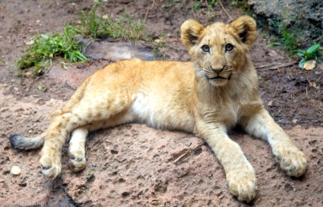 Zoo Atlanta Lion Cub photo
