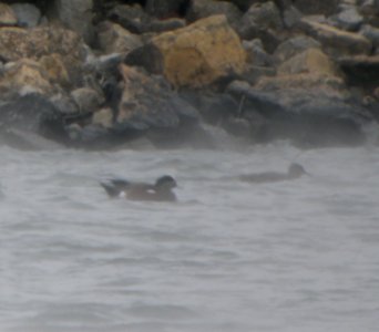 DSCN5094 c American Wigeon Braidwood Lake IL 12-4-2014