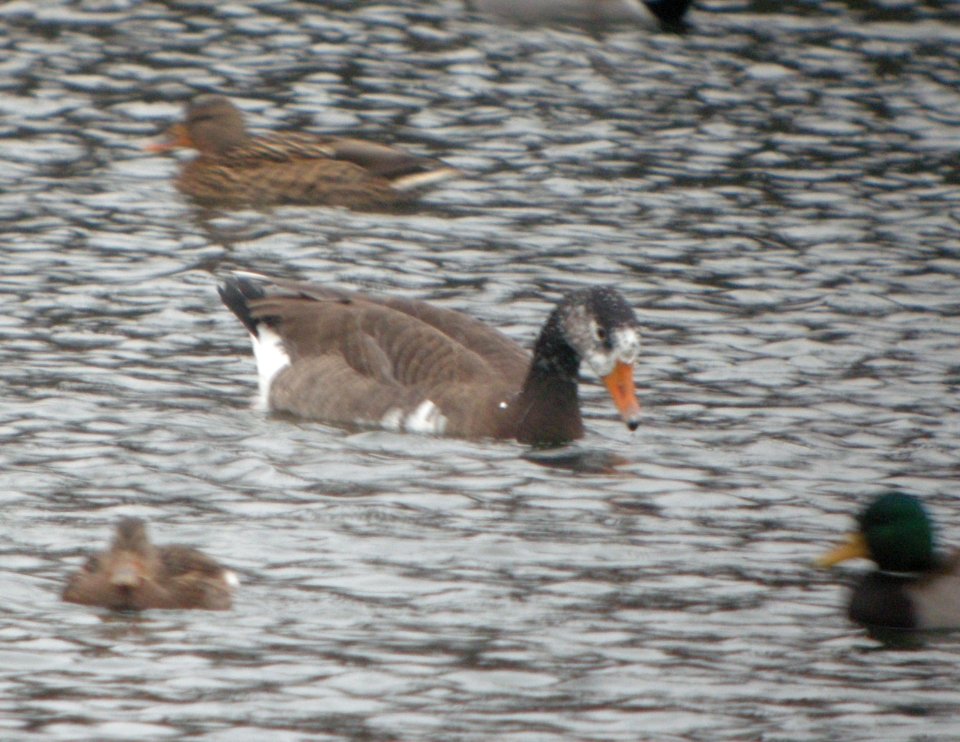 DSCN4960 c Graylag x Canada Goose hybrid  Kankakee IL 11-22-2014