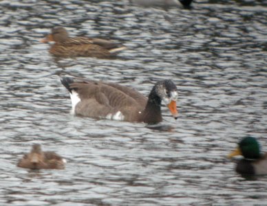 DSCN4960 c Graylag x Canada Goose hybrid Kankakee IL 11-22-2014 photo