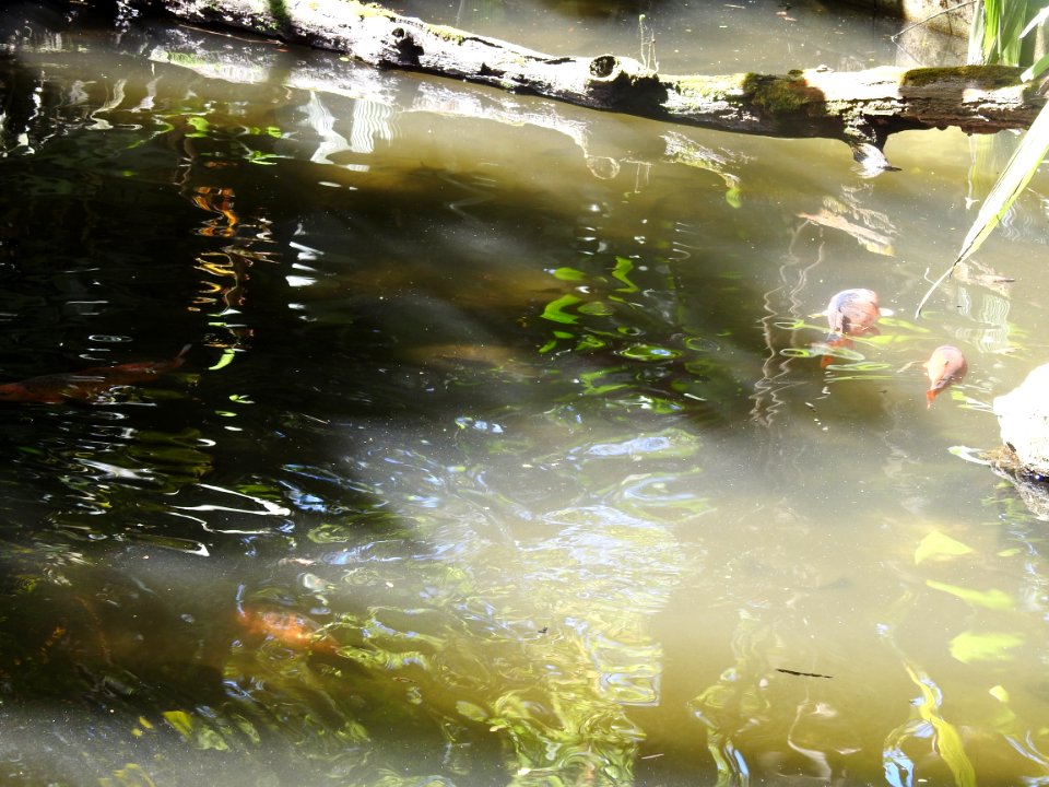 Costa Rica's Spyrogyra and Zoo