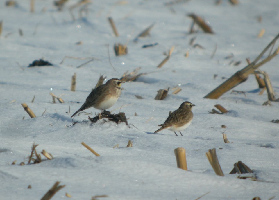 DSCN5485 c Horned Lark W. Kankakee Co IL 1-16-2015