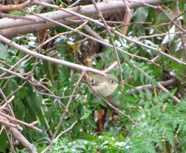 IMG 0673 c Ruby-crowned Kinglet  Bourbonnais IL 11-16-2014
