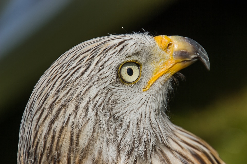 Bird of prey eye bird