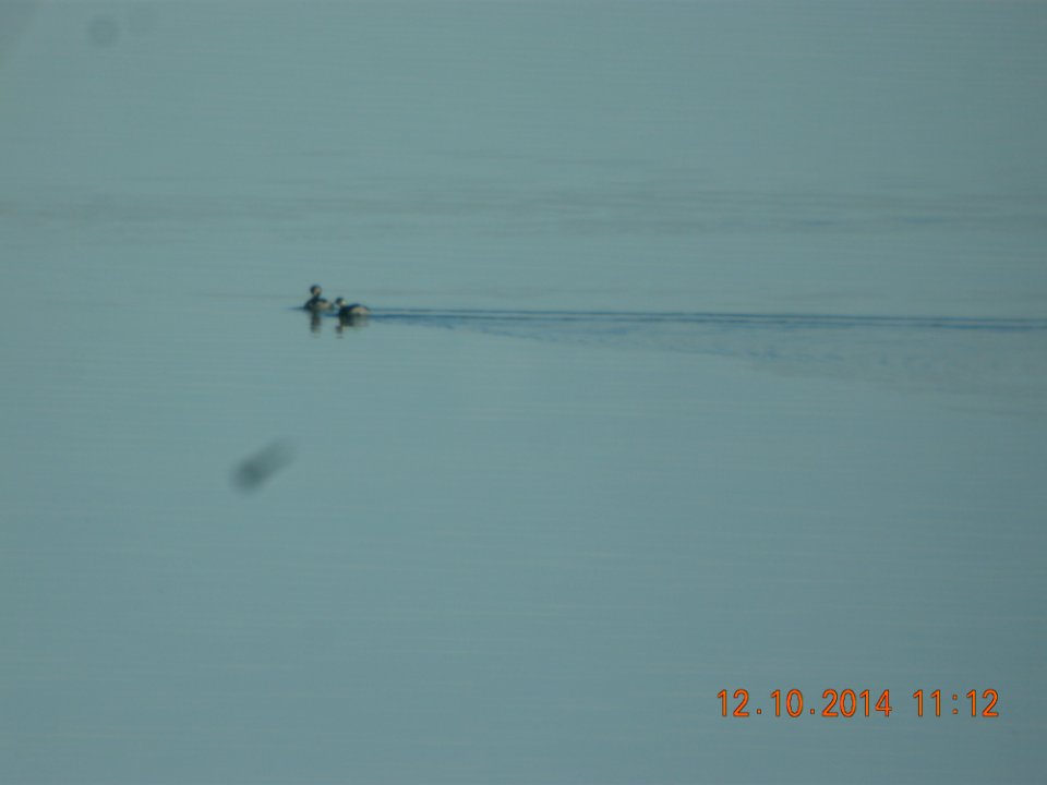 DSCN5310 Eared Grebe Standley Lake CO 12-10-2014