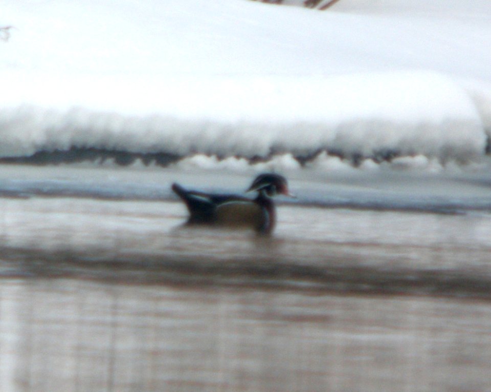DSCN5542Z c Wood Duck  Kankakee IL 2-8-2015