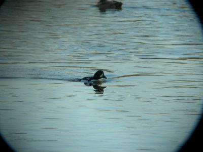 DSCN5333 Barrow's Goldeneye South Platte River Park CO 12-11-2014