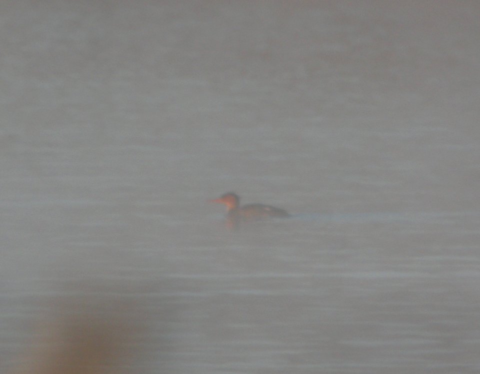 DSCN5046 c Red-breasted Merganser Braidwood Lake IL 12-2-2014