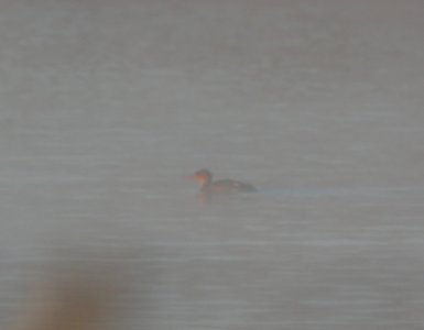 DSCN5046 c Red-breasted Merganser Braidwood Lake IL 12-2-2014