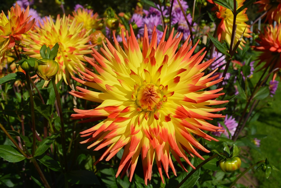 Garden spring yellow