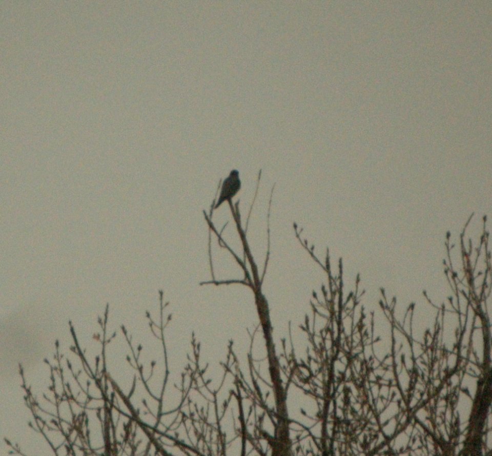 DSCN4856 c Merlin  Kankakee IL 11-11-2014