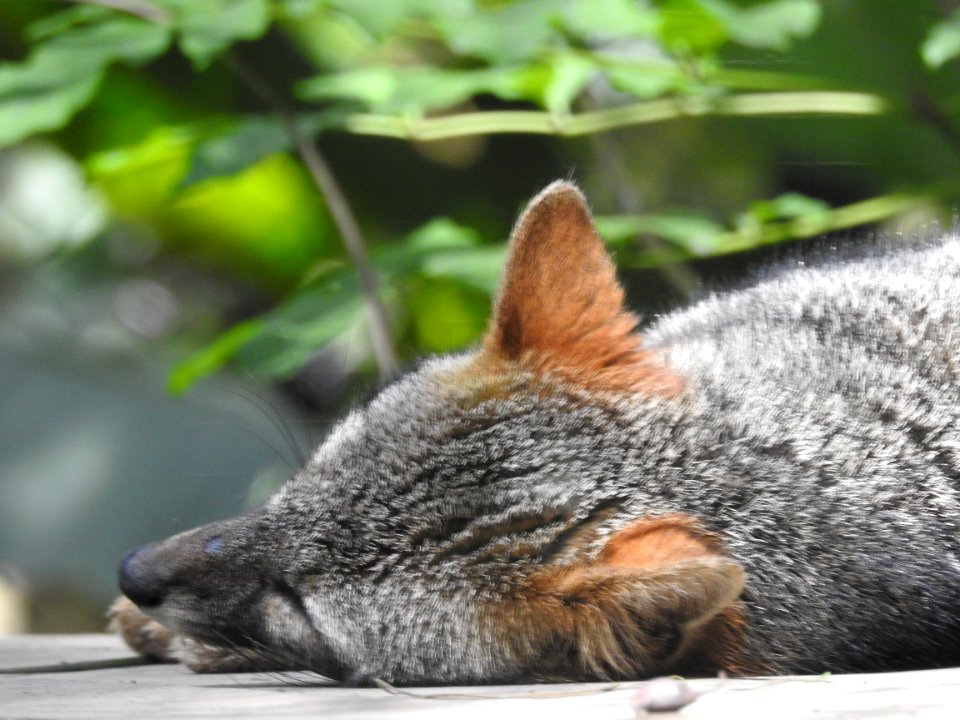 Costa Rica's Spyrogyra and Zoo