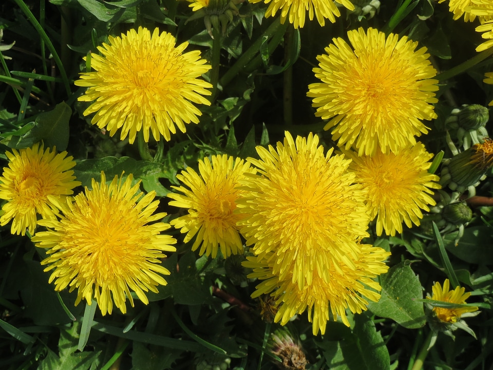 Meadow flora botany