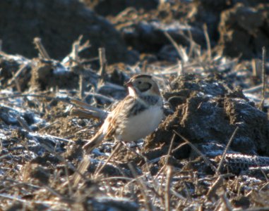 DSCN5063 c Lapland Longspur W. Kankakee Co IL 12-3-2014