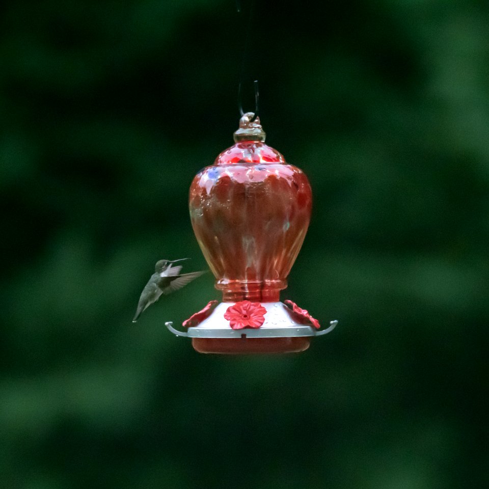 Hummingirds in Macon, Georgia on 7-18-19