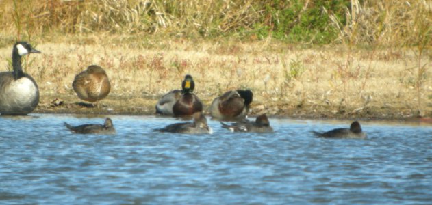 DSCN4771 c Hooded Merganser Bourbonnais Twp IL 11-1-2014 photo