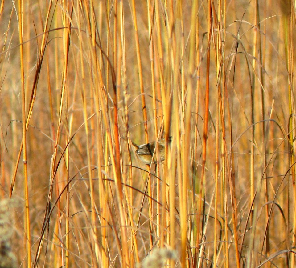 IMG 0412 c Marsh Wren  Bourbonnais IL 10-22-2014