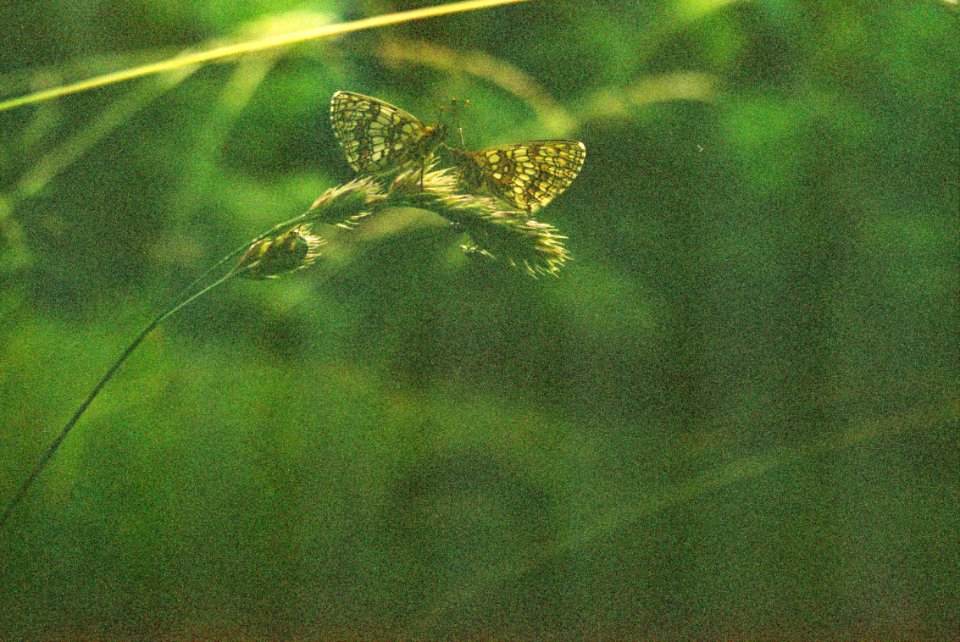 Exa + Tessar 2,8/50 + Macro Ring - Butterflies at Dusk