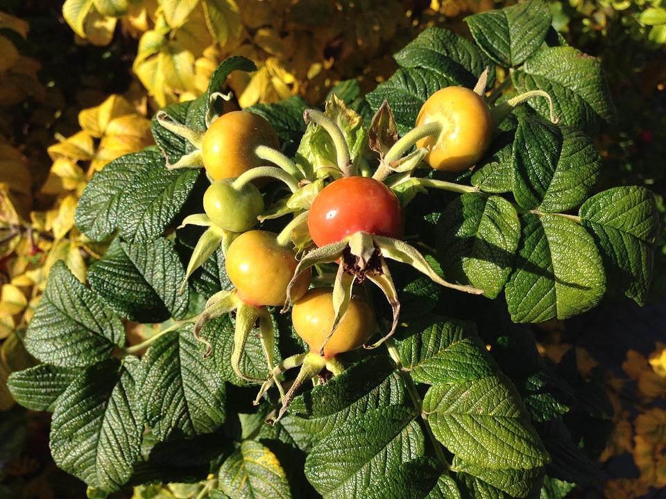 Rose hip leaves plant