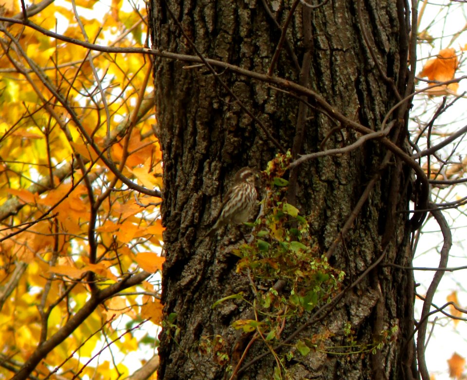 IMG 0544 c Purple Finch  Bourbonnais IL 10-30-2014