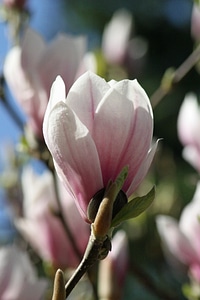 Flowers bloom flower calyx