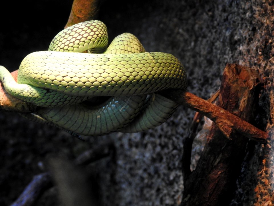 Costa Rica's Spyrogyra and Zoo