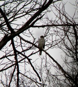 IMG 0723 c Cooper's Hawk  Bourbonnais IL 11-23-2014