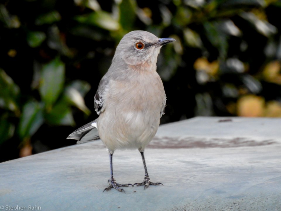 Angry Mockingbird