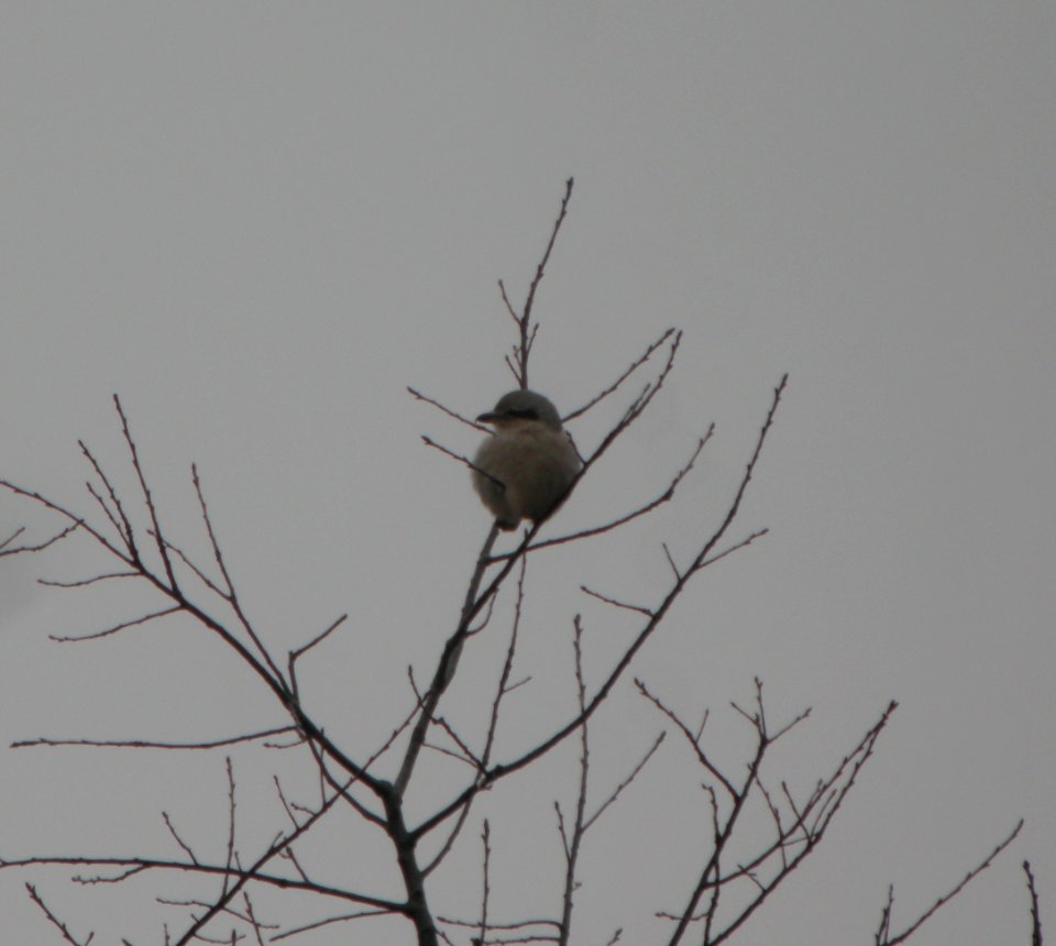 DSCN5408 c Northern Shrike Willow Slough FWA IN 12-17-2014