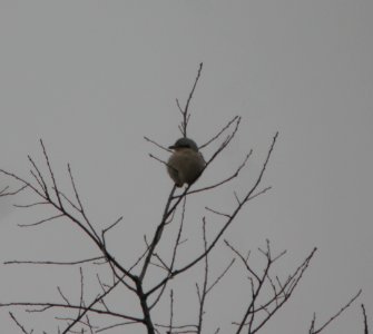 DSCN5408 c Northern Shrike Willow Slough FWA IN 12-17-2014