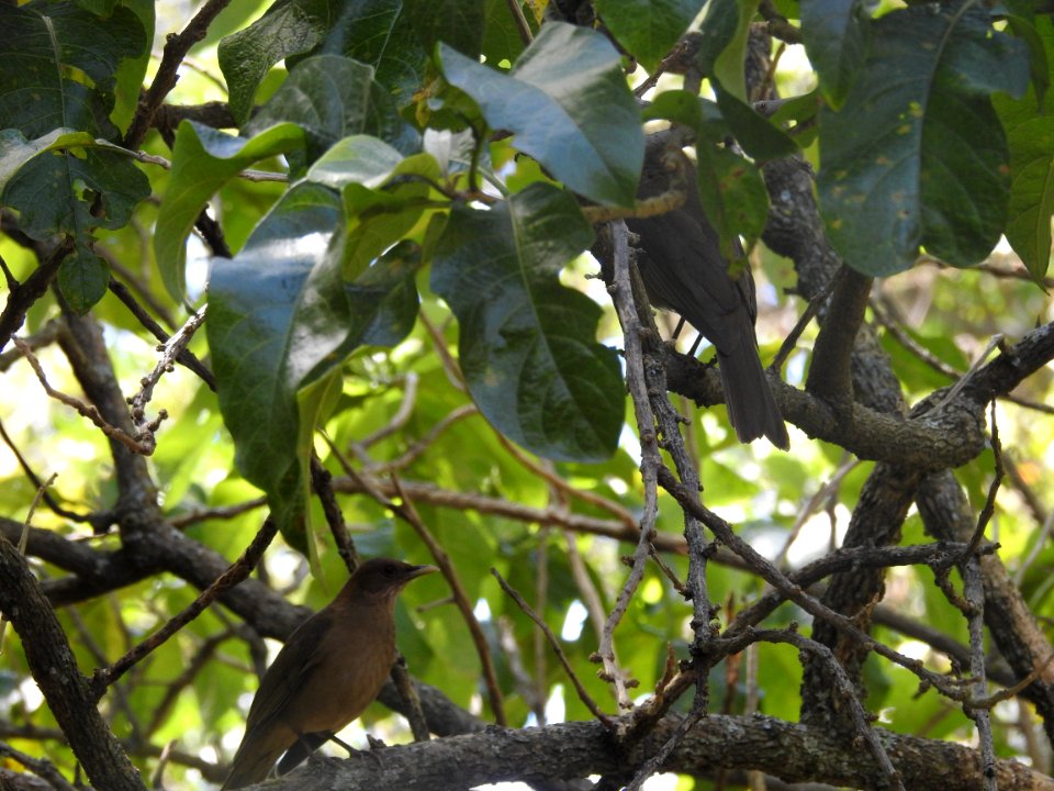 Costa Rica's Spyrogyra and Zoo